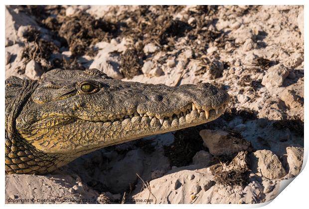 Nile Crocodile Head Close Up Print by Dietmar Rauscher