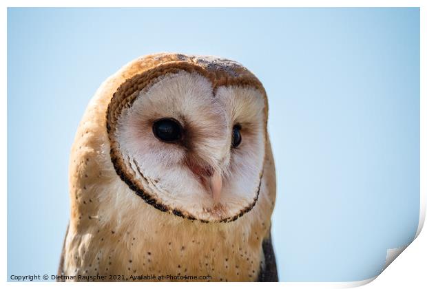 Barn Owl Close Up Portrait of the Head Print by Dietmar Rauscher