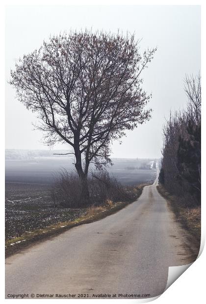 Dreary, Lonely Country Road in Winter in Czech Republic Print by Dietmar Rauscher
