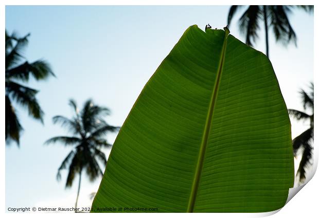 Green Banana Leaf, Palm Trees  Print by Dietmar Rauscher