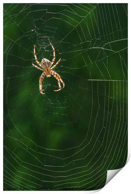 European Garden Spider or Diadem Spider in its Web Print by Dietmar Rauscher