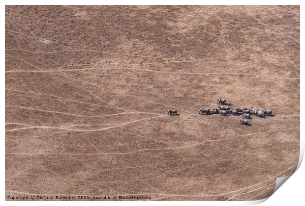 Aerial of Elephant Herd in Dry Savanna, Moremi Game Reserve, Bot Print by Dietmar Rauscher