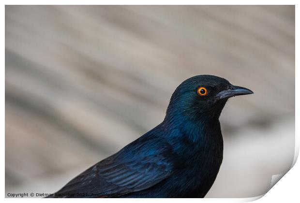 Pale Winged Starling, a Black Bird with Orange Eyes in Namibia C Print by Dietmar Rauscher