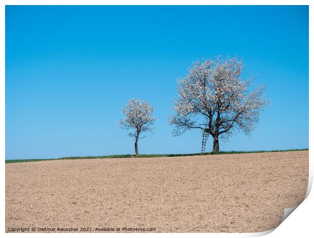 Two Cherry Trees in Full Bloom Print by Dietmar Rauscher