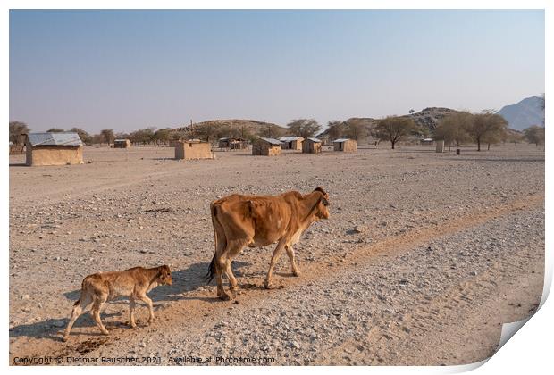 Skinny Cow and Calf Walking by a Village in Namibia Print by Dietmar Rauscher