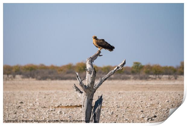 Tawny Eagle Sitting on Dead Tree in Etosha National PArk, Namibia Print by Dietmar Rauscher