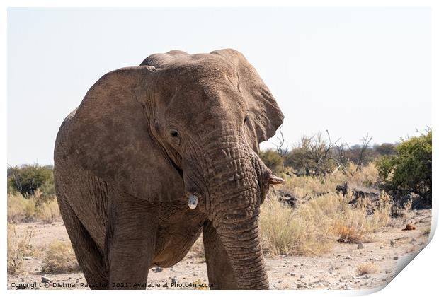 African Elephant in Etosha National Park Print by Dietmar Rauscher