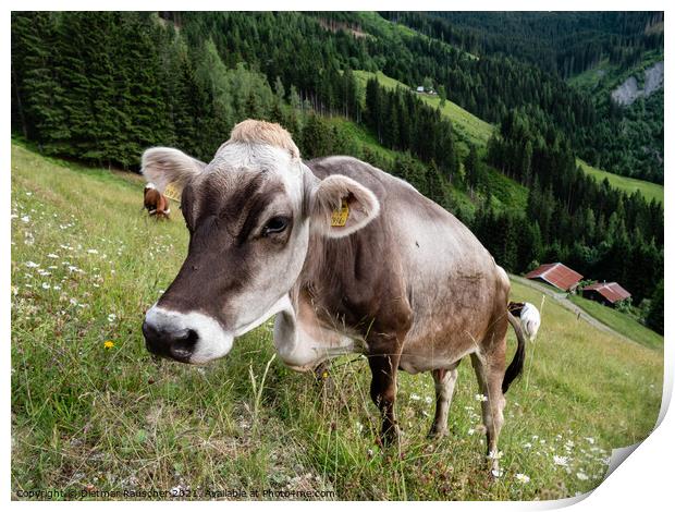 Tyrolean Grey Cattle on a Seasonal Mountain Pasture Print by Dietmar Rauscher
