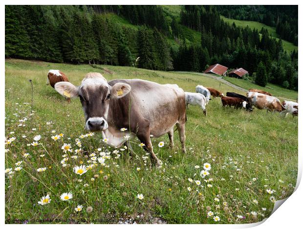 Tyrolean Grey Cattle on a Seasonal Mountain Pasture Print by Dietmar Rauscher