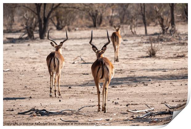 Three Impala Antelopes Print by Dietmar Rauscher