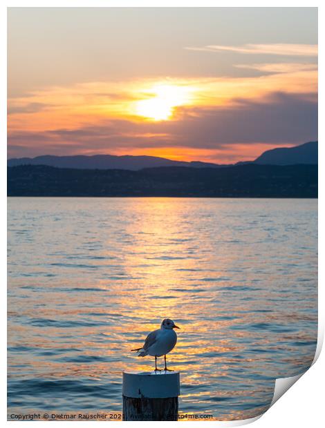 Lake Garda Sunset with Black Headed Gull Print by Dietmar Rauscher