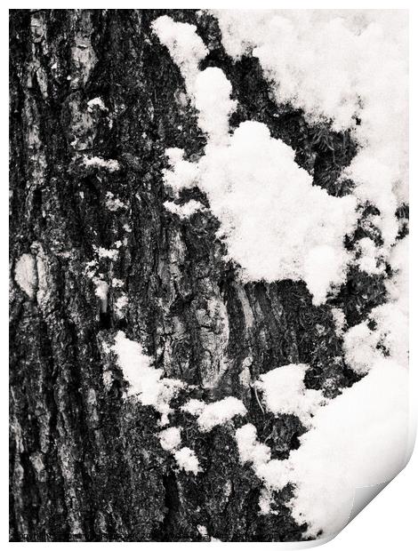 Tree Bark and Snow Monochrome  Print by Dietmar Rauscher