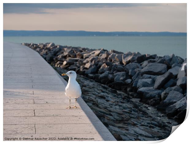 Gull on the Lungomare Promenade in Grado, Italy Print by Dietmar Rauscher