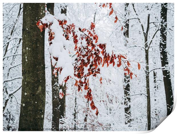Red Beech Leaves in Winter Print by Dietmar Rauscher