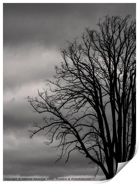 Bare Tree in Winter Monochrome Print by Dietmar Rauscher