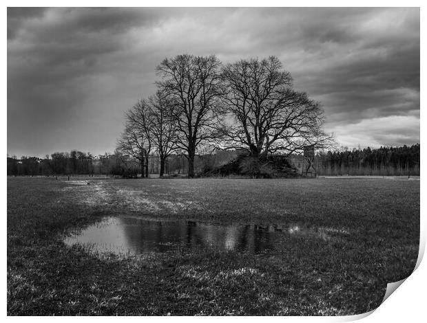 Grove of Trees in Winter, Mostviertel, Austria Print by Dietmar Rauscher