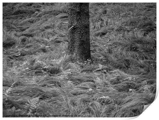 Grass and Tree Trunk Minimalist Nature Detail Print by Dietmar Rauscher
