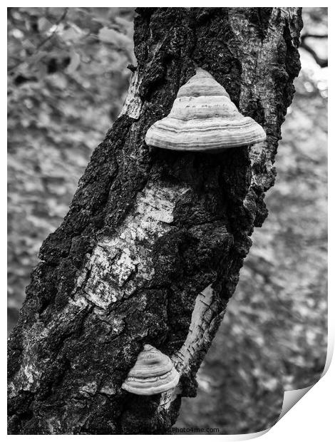 Fungus on Birch Tree Trunk Detail Print by Dietmar Rauscher