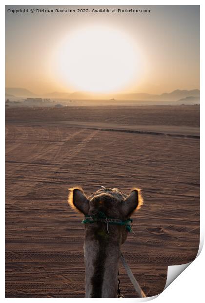Sunrise and Camel in Wadi Rum, Jordan Print by Dietmar Rauscher