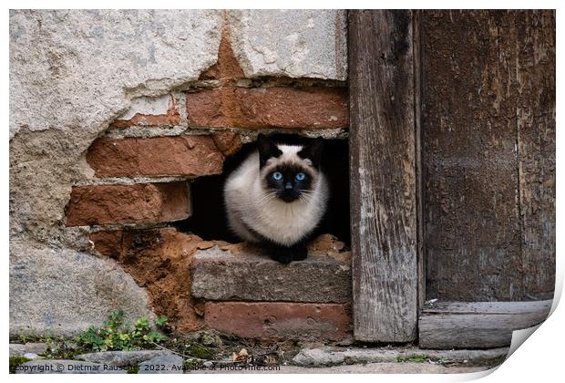 Blue Eyed Black and White Siamese Cat  Print by Dietmar Rauscher