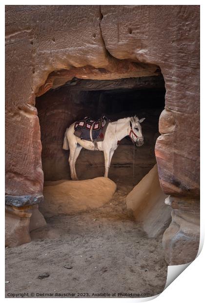 Arabian White Horse in a Cave in Petra, Jordan Print by Dietmar Rauscher