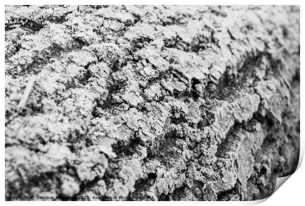 Hoarfrost on Tree Bark Abstract Texture Print by Dietmar Rauscher