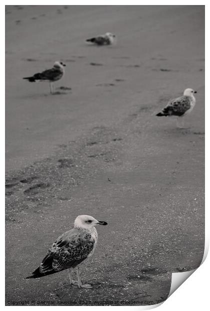 Seagulls on the Beach Print by Dietmar Rauscher