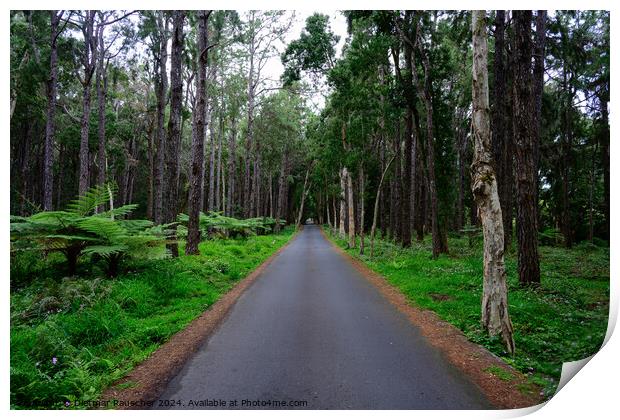 Road to Alexandra Falls in the Black River National Park, Maurit Print by Dietmar Rauscher