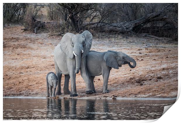 Elephant Family on the Okavango River in Bwabwata National Park, Print by Dietmar Rauscher