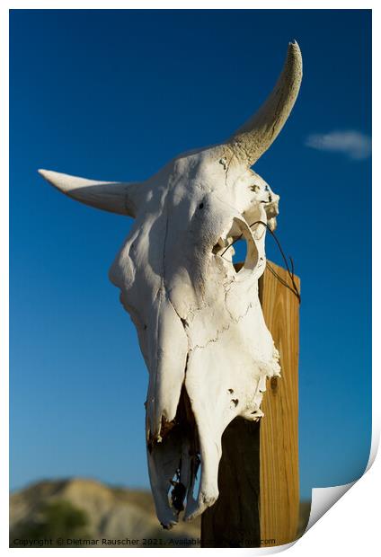 White Texan Cattle Skull with Horns  Print by Dietmar Rauscher