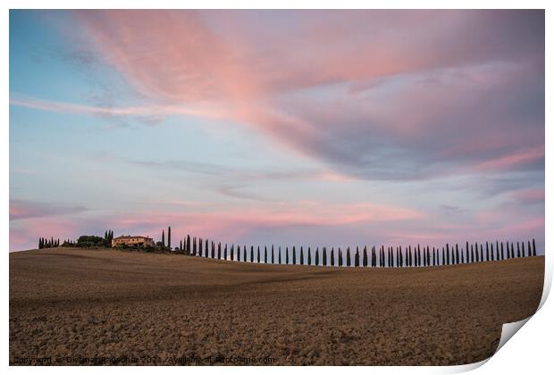 Cypress Tree Alley at Poggio Covili Farmhouse in Tuscany, Italy  Print by Dietmar Rauscher
