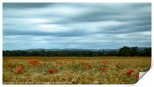 Swaying Poppies in Barley field  Print by Amanda Dean