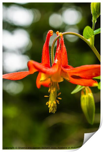 Red Columbine Aquilegia Canademsis Print by Shawna and Damien Richard