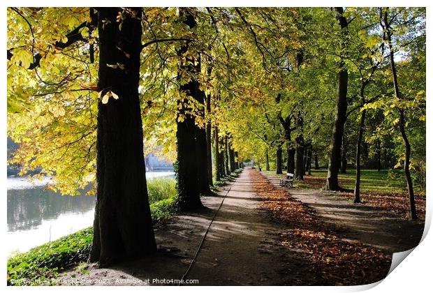 Autumn. Avenue of chestnuts trees Print by Paulina Sator