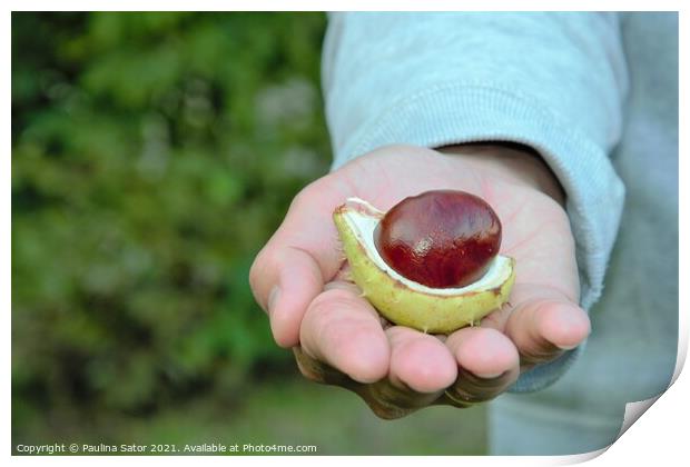 Man's hand holding a chestnut Print by Paulina Sator