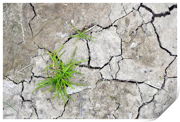  Cracked earth with grass sprouts Print by Paulina Sator