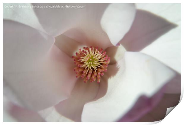 Magnolia flower inside Print by Paulina Sator