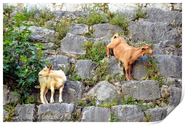 Two goats on the stone wall Print by Paulina Sator