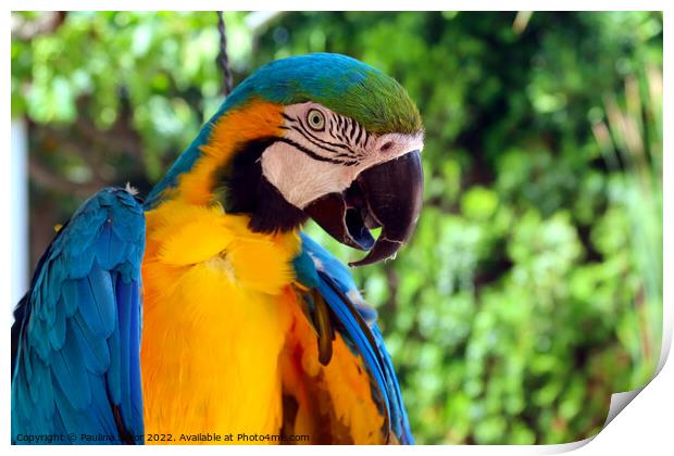 Blue and yellow macaw portrait Print by Paulina Sator