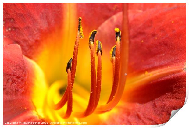 Yellow and red daylily flower - close up Print by Paulina Sator