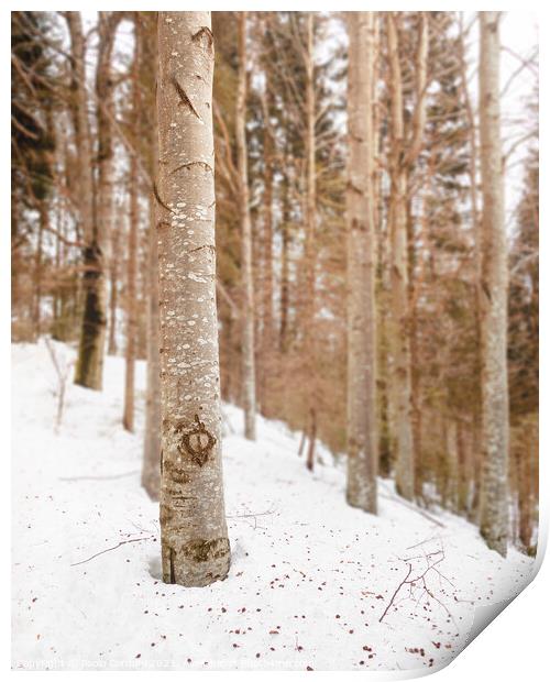 Snow in the woods Print by Paolo Cordoni