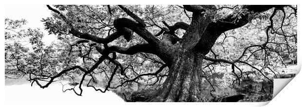 Giant Oak Tree Print by Sonny Ryse