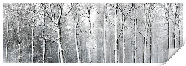 Yorkshire woodland covered in snow Print by Sonny Ryse