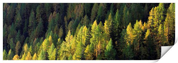Alps Alpine forest in fall Print by Sonny Ryse