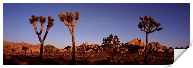 Joshua Tree National Park Sunrise USA Print by Sonny Ryse