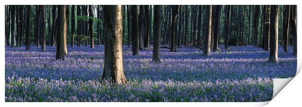 Sea of Bluebells in Micheldever forest Print by Sonny Ryse