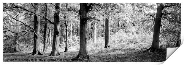 Yorkshire Midderdale Woodland black and white Print by Sonny Ryse