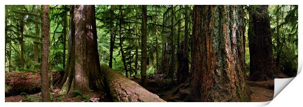 GIANTS - CANADA PACIFIC RIM VANCOUVER ISLAND RAIN FOREST Print by Sonny Ryse