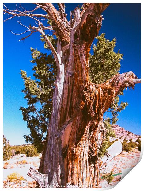 Ancient Juniper Tree Print by Wall Art by Craig Cusins