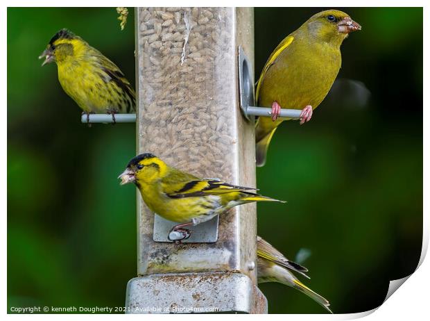 Greenfinch Print by kenneth Dougherty